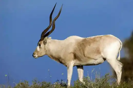 栖息于沙漠的旋角羚,习惯于过着群居的生活