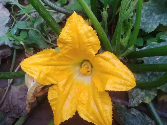 西葫芦花独自开放!