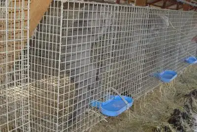 供应江西鹌鹑笼,江西鹌鹑专用笼,江西金属笼具,江西养殖笼具