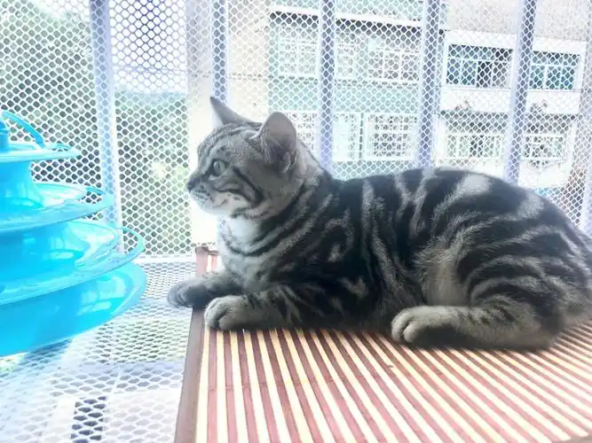 新手养猫这属于美短虎斑啥品种
