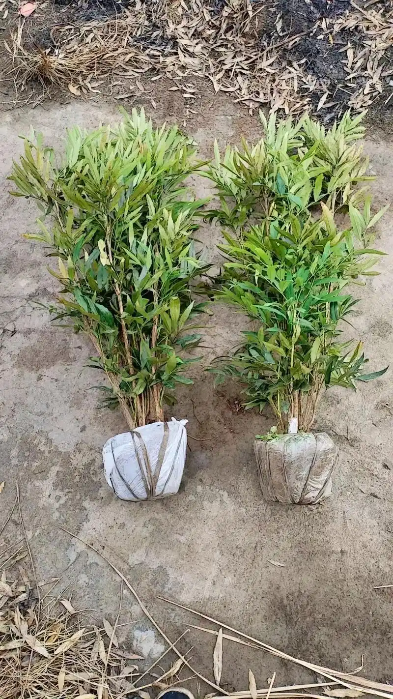 中华木绣球小苗,洒金珊瑚小杯,金边黄杨小杯,金森女贞大杯,瓜 - 抖音