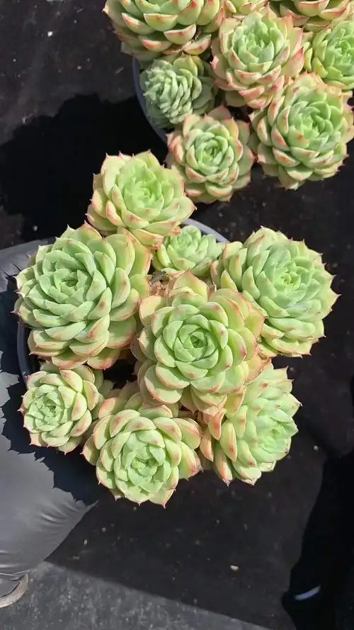 多肉植物:酸橙辣椒