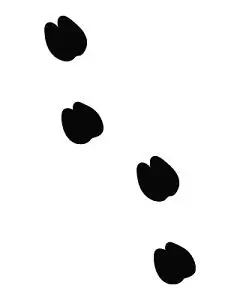 卡通羊驼脚印黑白简笔画素材