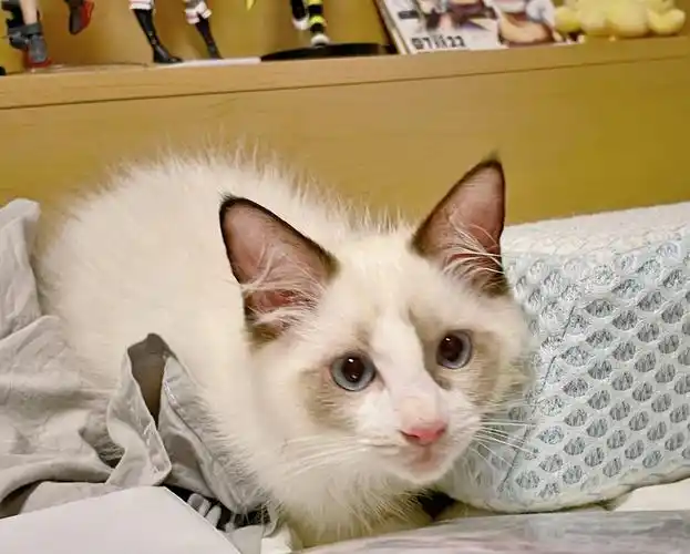 布偶猫弟弟找家