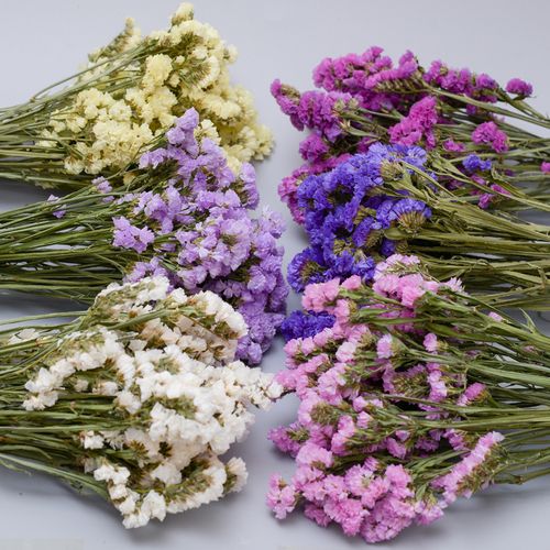 云南真花勿忘我情人草满天星干花花束水晶草称斤装饰摆件家居摆设