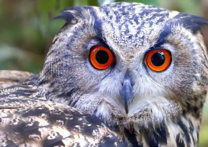 猫头鹰叫声是怎样的