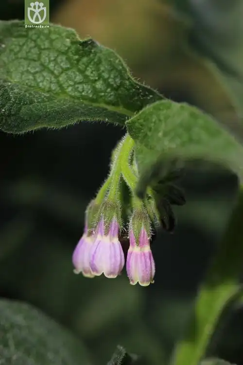 聚合草(symphytum officinale) (0).jpg 相邻时间拍摄的照片      张