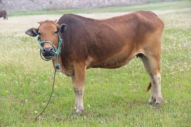 黄牛 黄牛图图片_黄牛 黄牛图高清图片_全景视觉