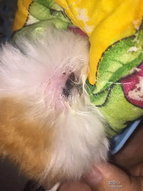 有养金丝熊的吗?【求助】这是香腺吗?有图,能帮忙看一下吗?