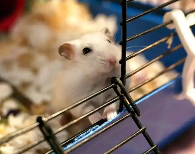 某些仓鼠拍照片拍着拍着就睡着了