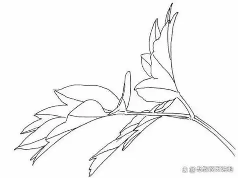 怎么用铅笔画牡丹叶子