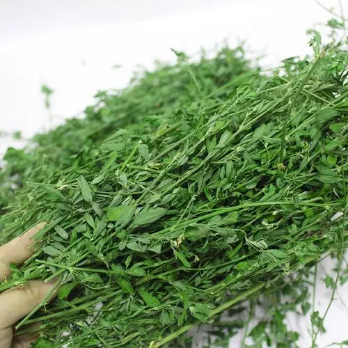 龙猫粮食 苜蓿草_进口紫花苜蓿草牧草干草兔粮荷兰猪龙猫兔子饲料粮食