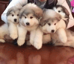 小时候的阿拉斯加:我长得不是肉,是可爱!#宠物颓废大赛