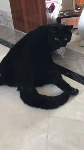 黑猫如果照片上看起来都胖 那现实就.巨胖