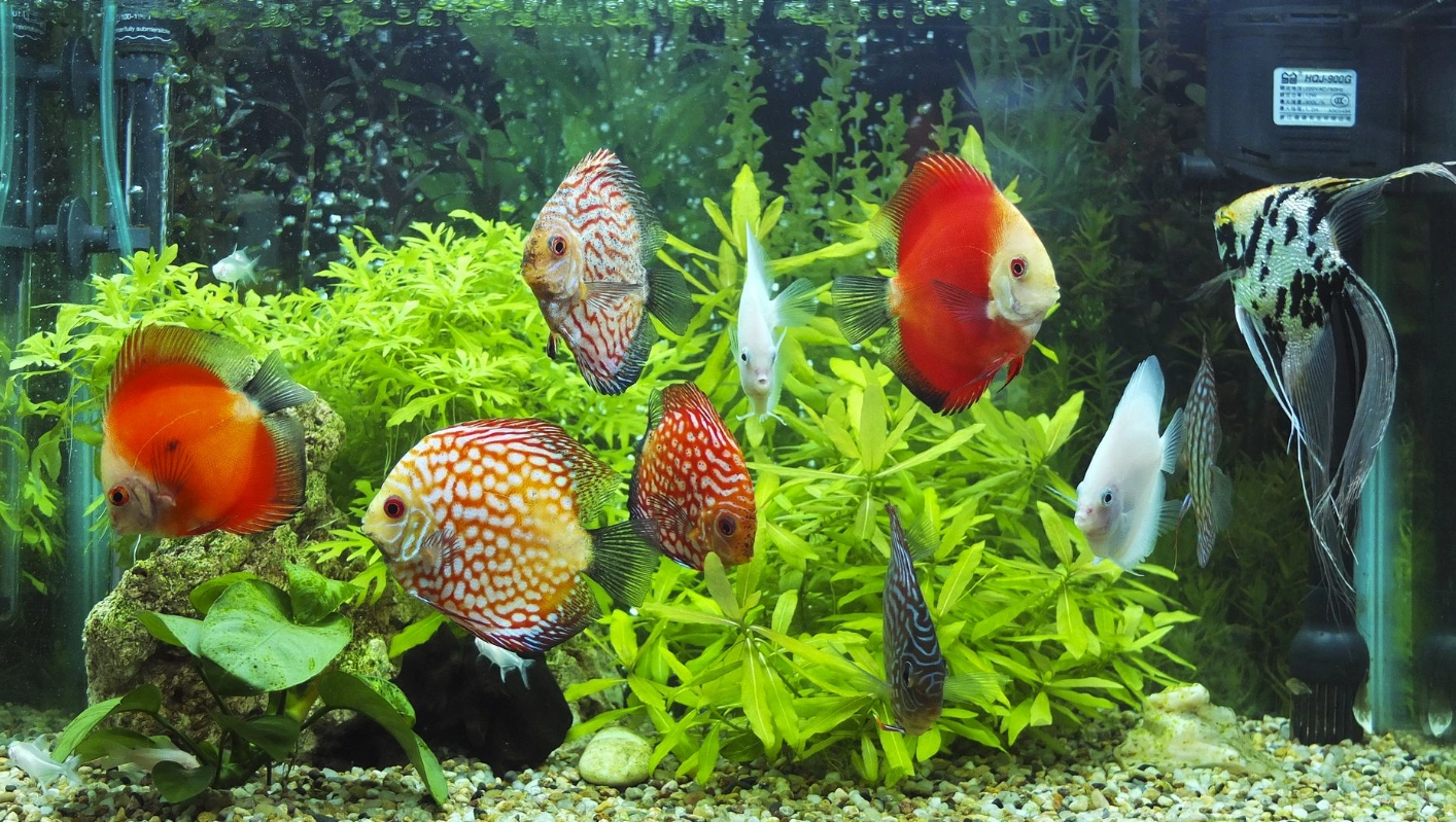 观赏鱼混养搭配技巧,这几类鱼不能混养