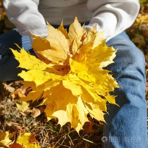 女孩手里拿着一束黄色的秋叶