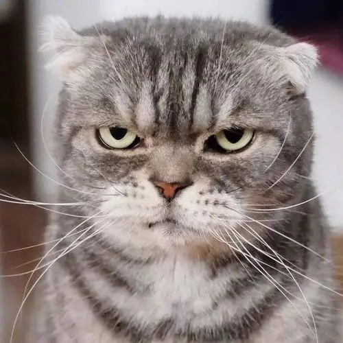 这只喵,眼神自带杀气,感觉每张都是表情包 zt