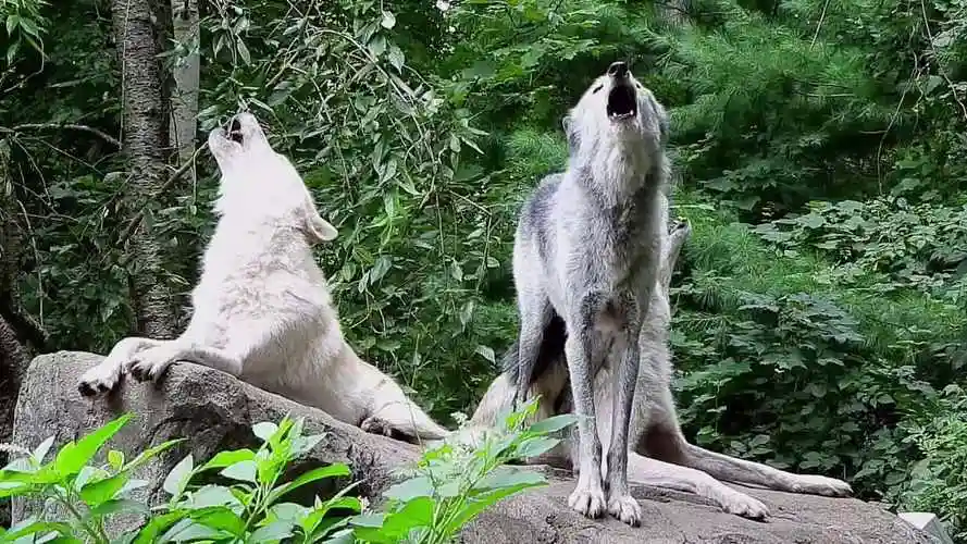 野狼狼叫声音狼吼狼嚎视频素材