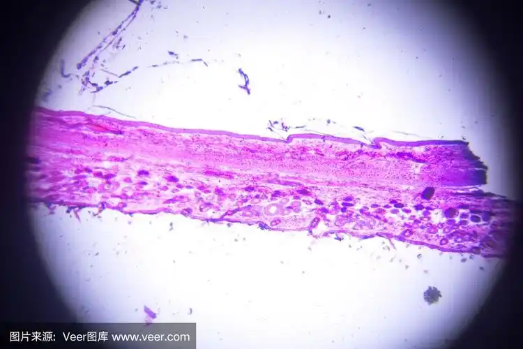 显微镜下的弹性软骨