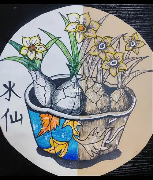 少儿美术色彩线描水仙花