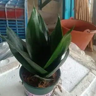 黑金刚虎皮兰稀有品种好养室内绿植花卉盆栽客厅办公吸甲醛防辐射