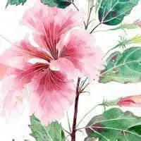 头像图片风景花草图片_微信头像图片大全