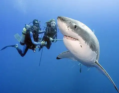 巴西摄影师近距离接触大白鲨 认为一点儿也不危险