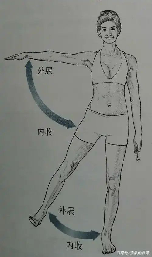 肩关节和髋关节  外展—内收