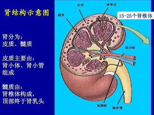 分类 医药卫生 基础医学 麻醉与肾脏ppt 肾结构示意图 肾分为: 皮质