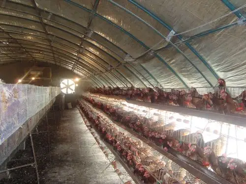 钢架养鸡大棚