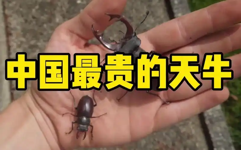 中国最贵的天牛_哔哩哔哩_bilibili
