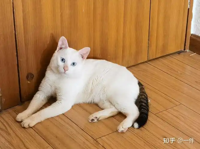 如何评价白猫(白色的中华田园猫)的颜值与气质? - 知乎