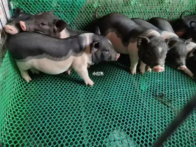 黑背小香猪小时候可以作为宠物