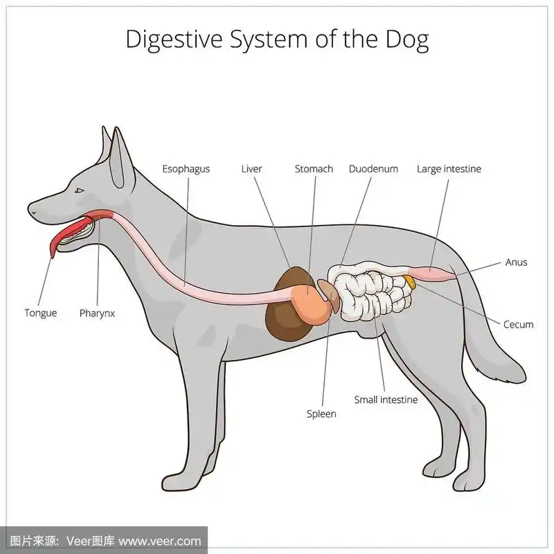 狗的消化系统