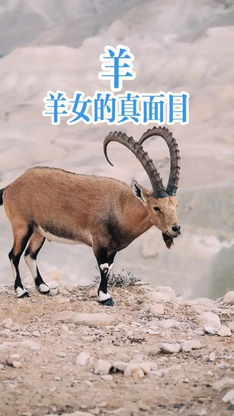 79年的羊 #91羊 #羊 #羊女 #生肖羊 - 抖音