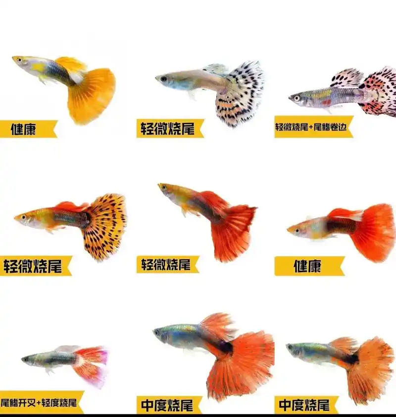 孔雀鱼尾鳍破损对照图……孔雀鱼最大的看点,就 - 抖音