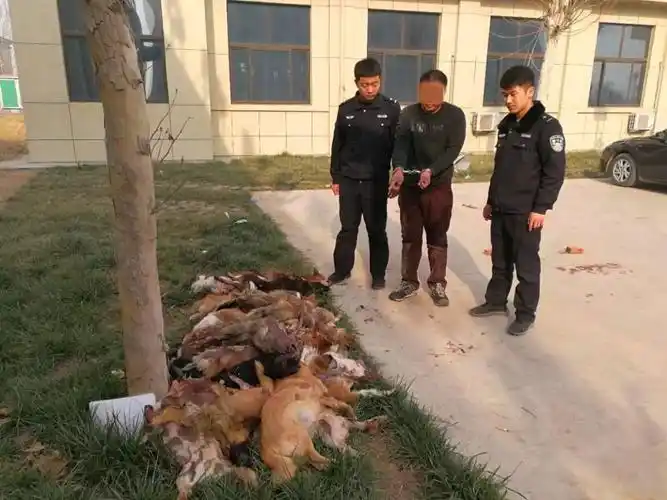 两个窃贼在寿光偷狗!偷来就将它们.可恶!