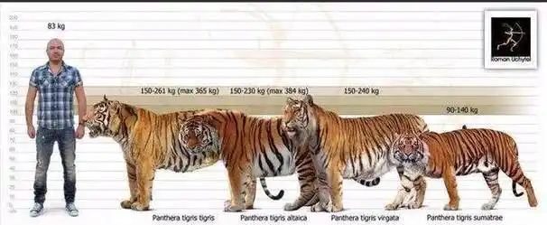 原创为什么有人说老虎周边不会出现大型的狼群