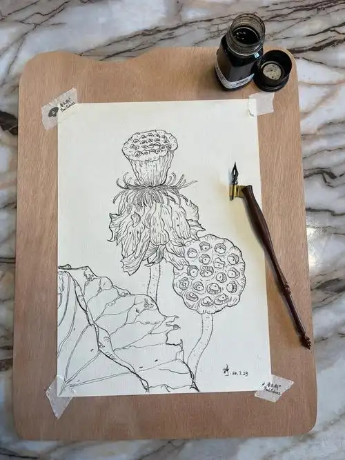 钢笔线描莲蓬附步骤