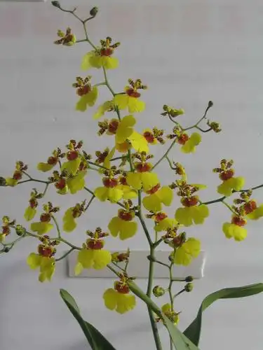 我家的跳舞兰开了