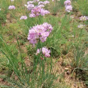 [麻麻花批发]摘蒙花 陕北特产/麻麻花/摘麻花/扎蒙花/调味品/炝锅丹霞