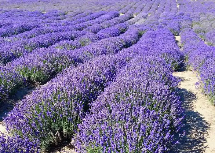 最美的薰衣草