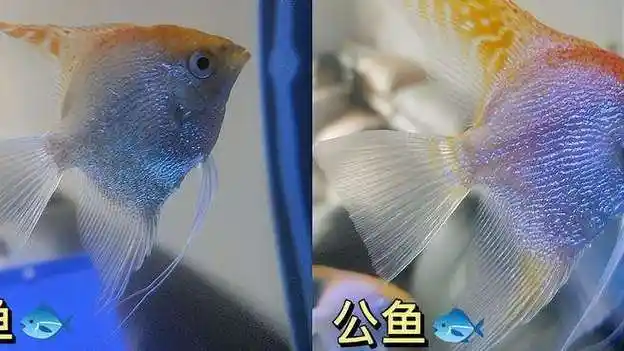 燕鱼如何区分公母,一起来学习-生活视频-搜狐视频