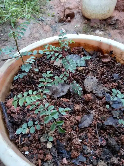 蔷薇刚发的幼苗杆有刺呈红色是不是蔷薇