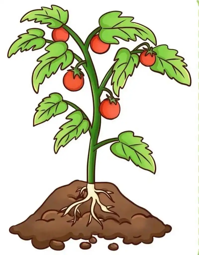 植物生长过程(西红柿) 植物生长过程(西红柿)