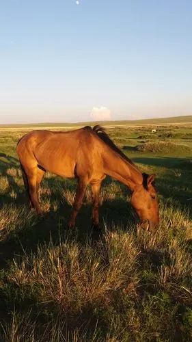 达茂旗希拉穆仁草原好玩吗,达茂旗希拉穆仁草原景点怎么样_点评_评价