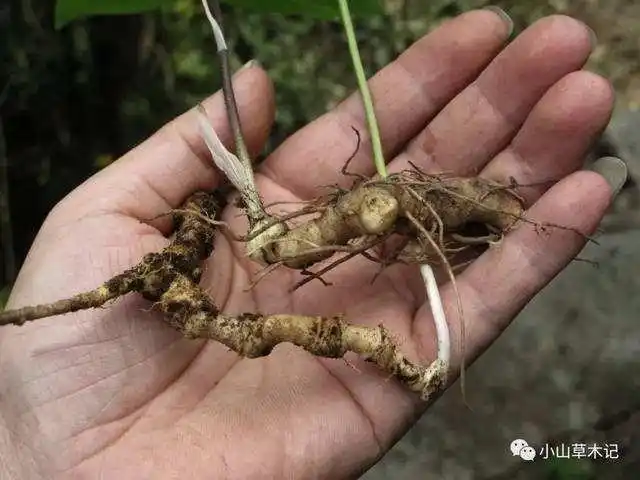 宁波首次发现珍稀药用植物宁波的野山参——竹节人参