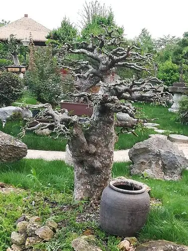 吴来顺盆景园内的部分杂木盆景