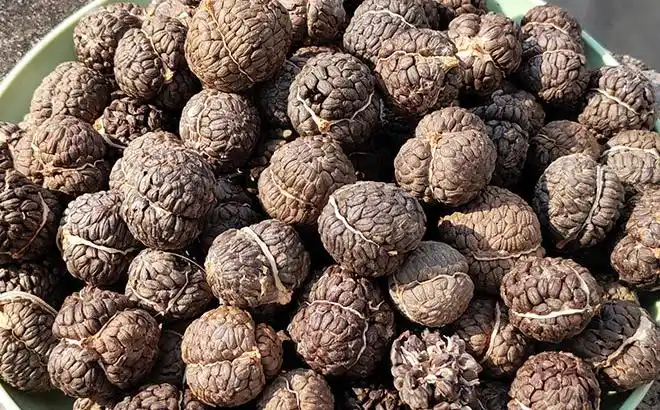 植物:海南山姜别名:豆蔻(《名医别录》),漏蔻(《南方异物志》),草果