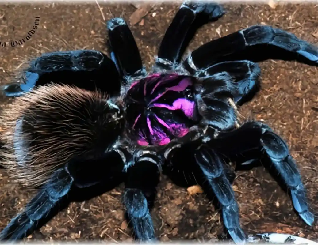 每天认识一种动物——哥伦比亚镭射蛛 哥伦比亚镭射蛛是蜘蛛目,捕鸟蛛